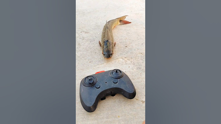 RC remote control fish fanny unboxing and testing #shorts #fish #original