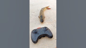 RC remote control fish fanny unboxing and testing #shorts #fish #original