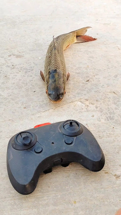 RC remote control fish fanny unboxing and testing #shorts #fish #original