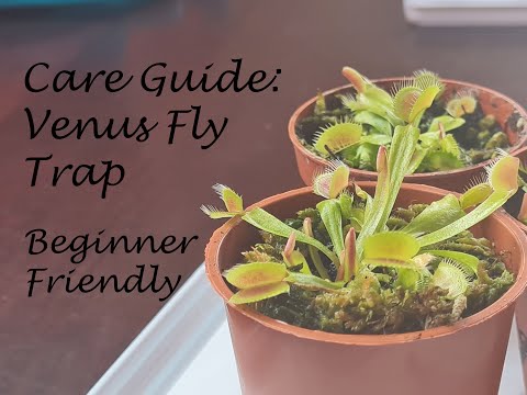 VENUS FLY TRAP CARE: Basic Guide & Tips for Growing Carnivorous Plants  