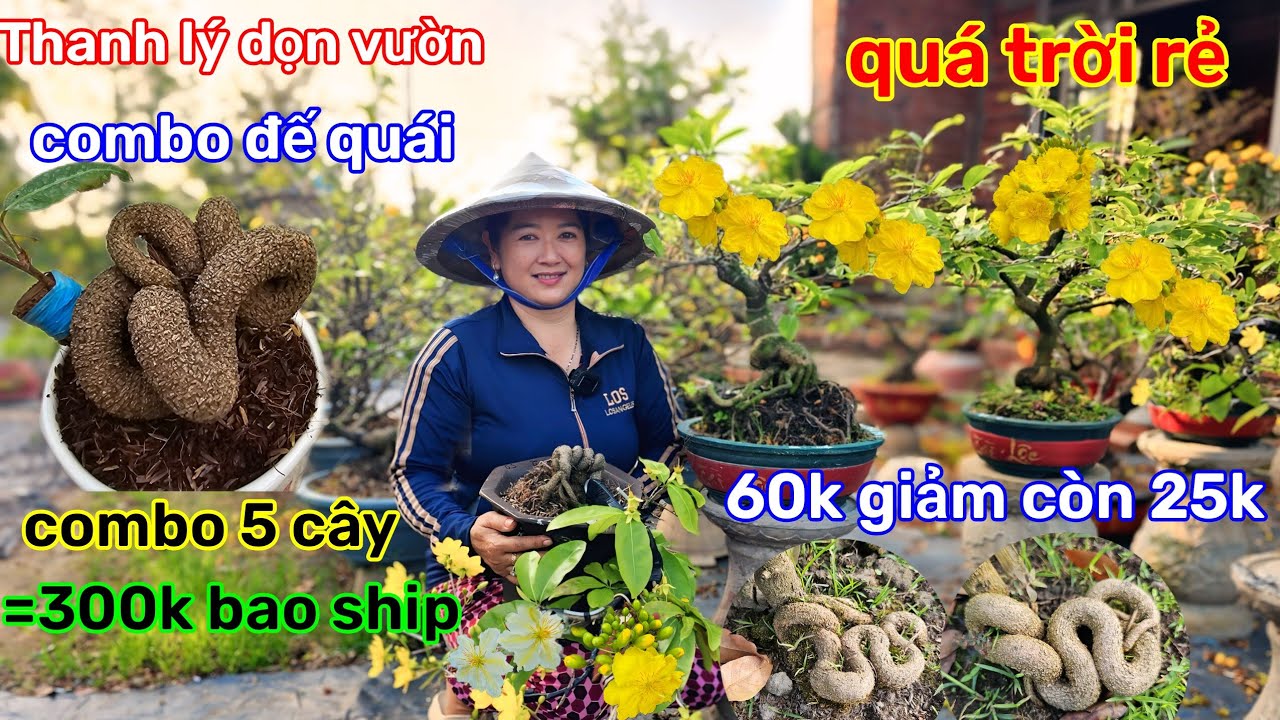 🌲2/3☎️Vườn mai Chị Thảo☎️mai ghép thanh lý🌲giảm giá dọn vườn🌲xả lô đế đẹp🌲4-5 mùa 