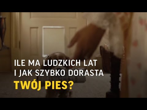 Wideo: Określanie Wieku Zwierzęcia W „ludzkich” Latach