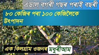 Kashmiri Apple Ber Ki Kheti | Kashmiri Apple Ber Farming In Assam