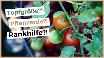 Wie viel Platz braucht eine Tomatenpflanze im Topf?