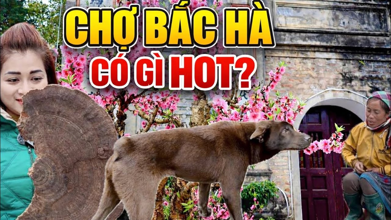 CHỢ BẮC HÀ - Tận Mắt Thấy Buôn Bán Chó MÔNG CỘC #dulich #vùngcao