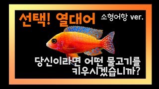 당신을 위한 열대어 골라드립니다! 소형어항 맞춤 물고기 추천