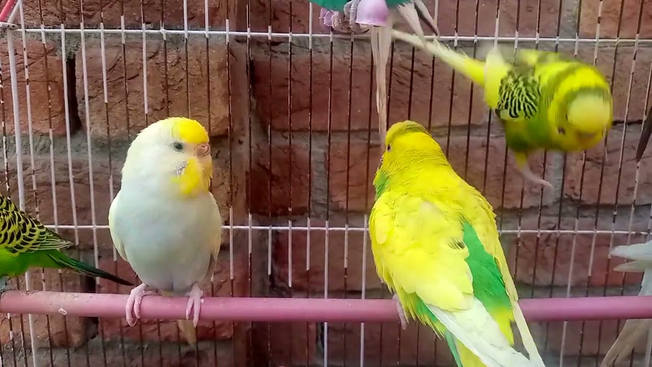 Australian beautiful bird's sounds 