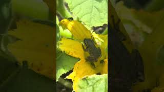 Frog doing its thing in the garden! Helping get cucumber beetle infestation under control!