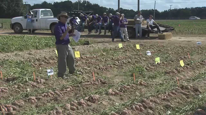 Sweet potatoes varieties on display
