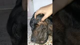 cute 🥰 rottweiler dog 🐕🐕 adorable 🥰😍 and beautiful 😍❤️ Rottweiler Dog funny video #rottweilerdog by life With Puppy's (Anushtup) 402 views 3 months ago 1 minute, 15 seconds