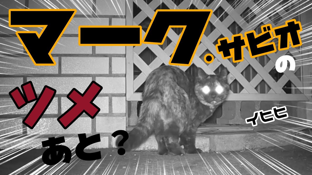 【たまにしか来ないマーク(サビ猫)が残した物は?】マークともっこと真也 - YouTube