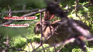 Snowshoe Hare-Lepus americanus