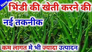 Bhindi ki kheti कब और कैसे करें | भिंडी की बुआई कब करें | Bhindi ki kheti kaise karen|भिंडी की खेती