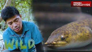 Albay's "River Monster" | Born to be Wild