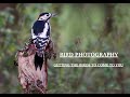 BIRD/WILDLIFE PHOTOGRAPHY. Getting the birds to come to you.