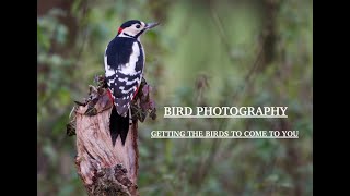 How To Capture The Perfect Bird Photograph (Creating A Suitable Prop)