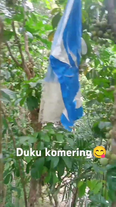 Duku  komering sudah mulai menguning ...🤲🙏 #buahKayu
