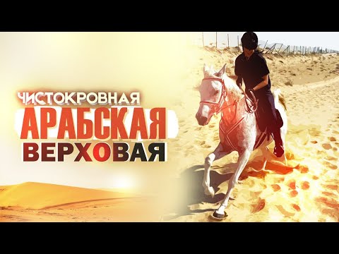 Арабская порода. Выпуск первый