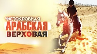 видео: Арабская порода. Выпуск первый картинка: Арабская порода. Выпуск первый