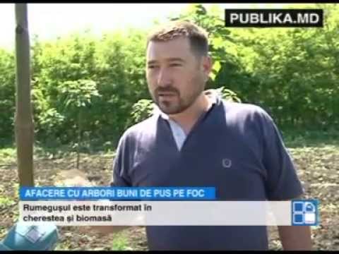 Video: Care Copaci Dau Energie și Care Aruncă