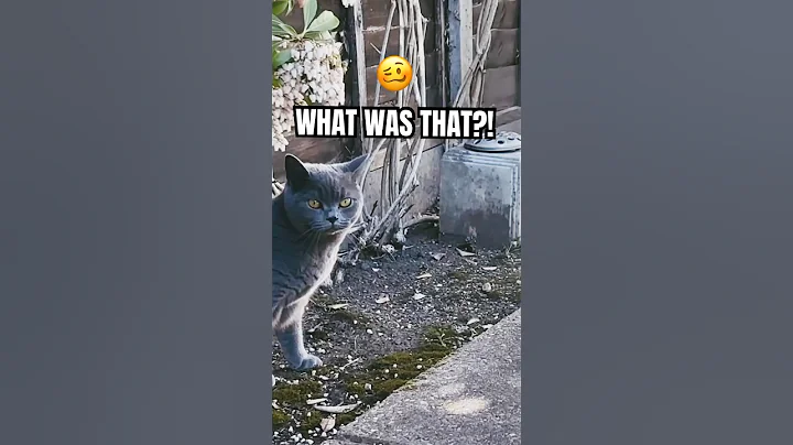 Watch the video about 😹 British Shorthair Chonk Goes Zoom [Pixie&rsquo;s Reaction] Part 2 😂 #funnycat #britishshorthair