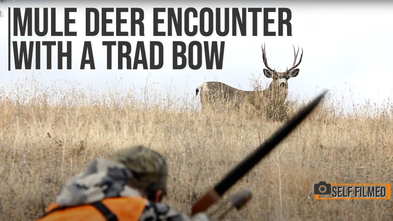 Bow Hunting Mule Deer With A Traditional Bow Self Filmed YouTube bow-hunting-mule-deer-with-a-traditional-bow-self-filmed-youtube