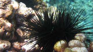 Facts: The Banded Urchin