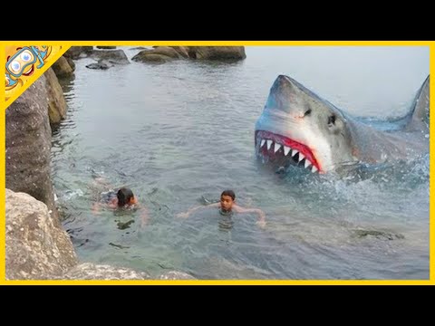 Video: Byli tu žraloci před dinosaury?