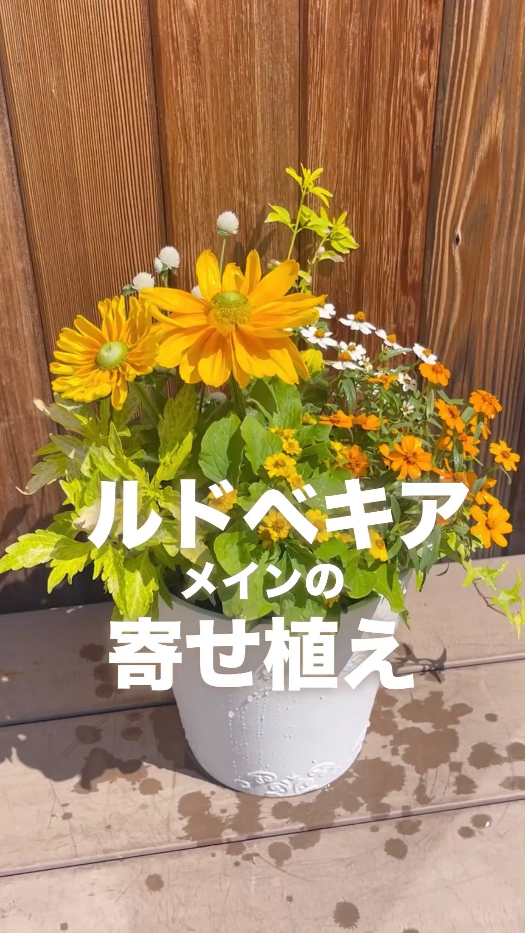 寄せ植え／初夏向けのビタミンカラーな寄せ植え #ルドベキア