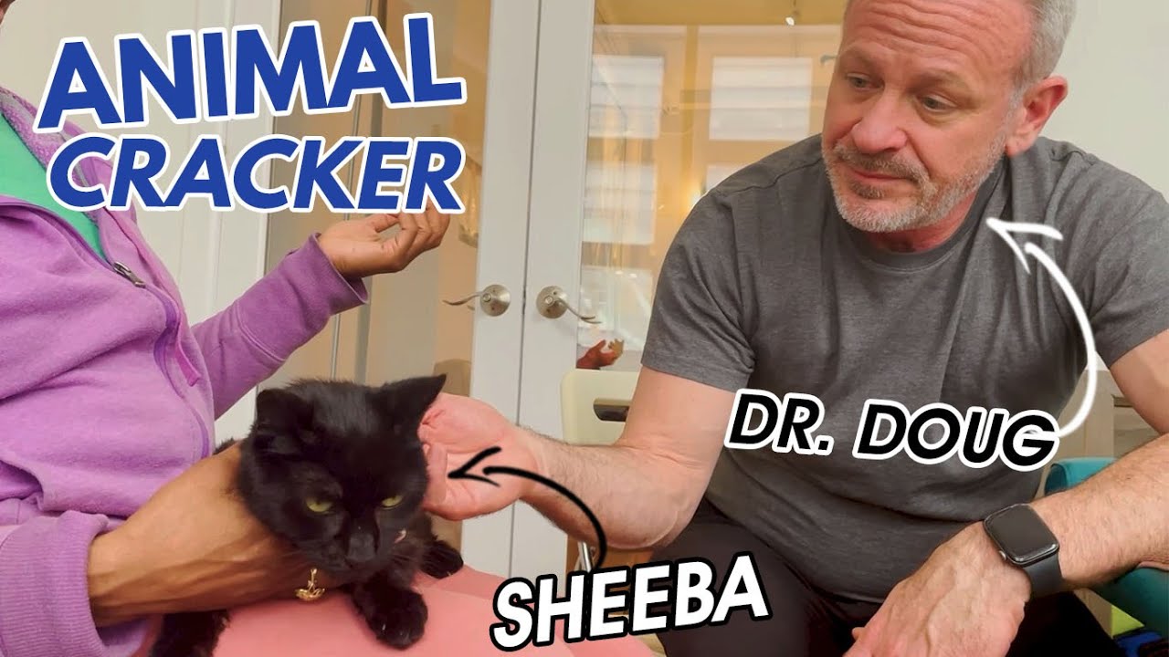 🗣 SUPER VOCAL CAT HAS A LOT TO SAY ABOUT HER ADJUSTMENT 🐈‍⬛😂