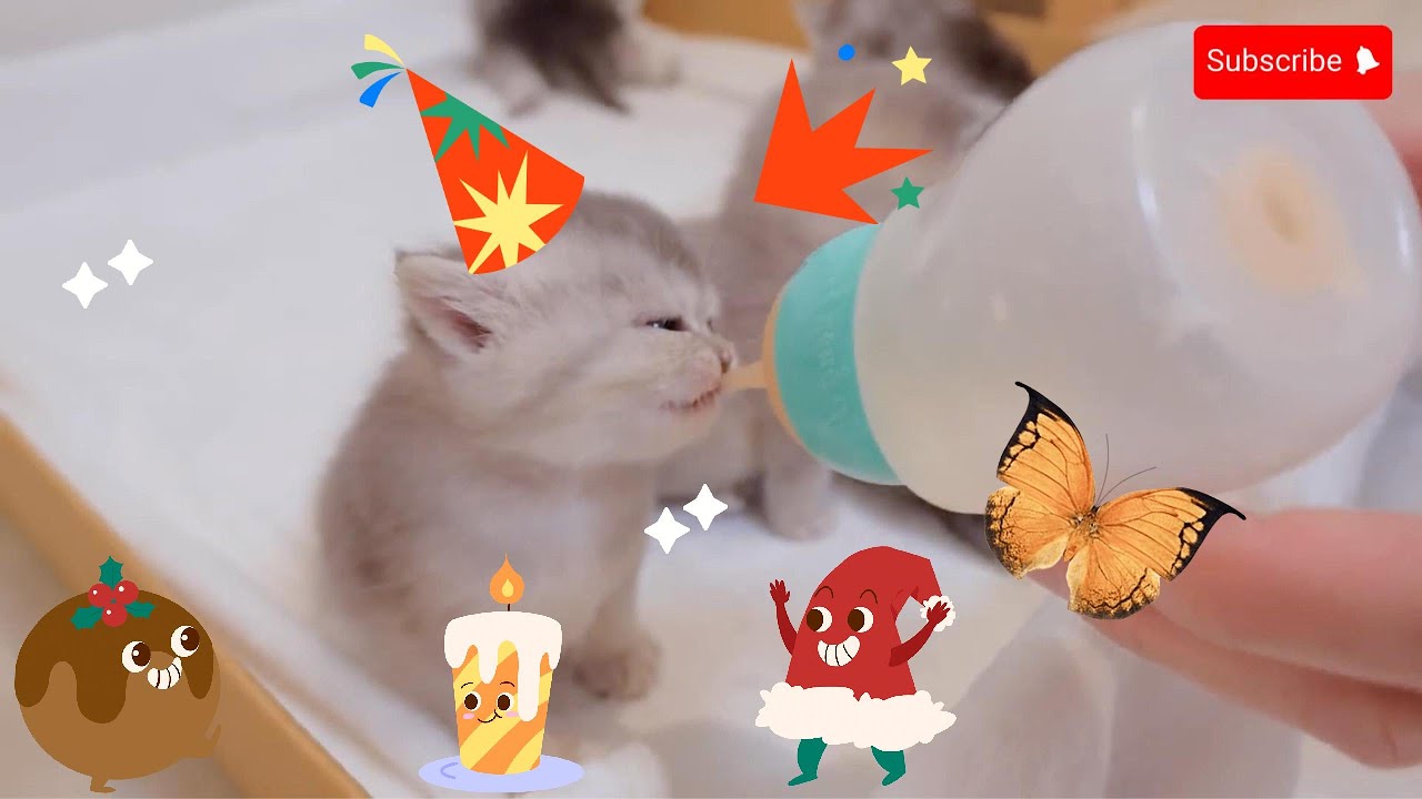 The Kitten To Drink Milk Was So Cute catshorts cat cute Meooo the-kitten-to-drink-milk-was-so-cute-catshorts-cat-cute-meooo