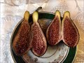 France. Figs. Инжир венгерский сорт Szivar (Cigar). Контейнер 50 литров. Насыщенный ягодный вкус.