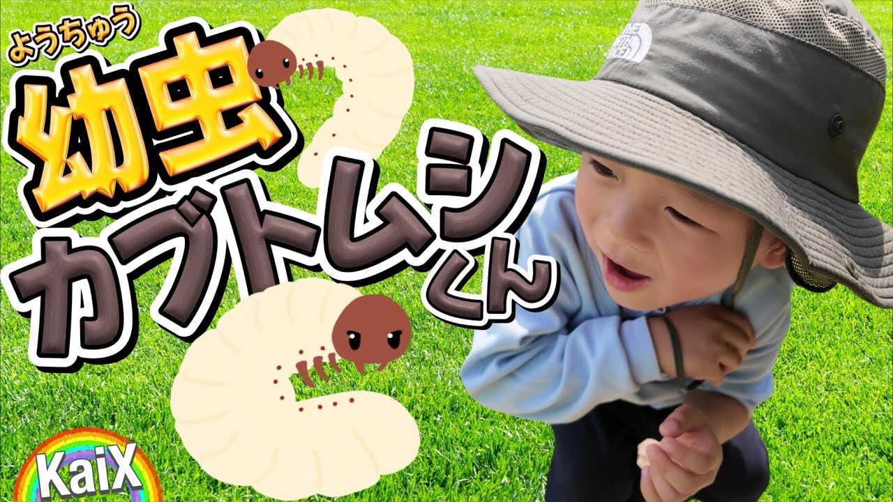 【昆虫の王様★カブトムシ】育てたいけど幼虫さわるのは勇気がいる...そうだ、カブトムシのことを知ろう！