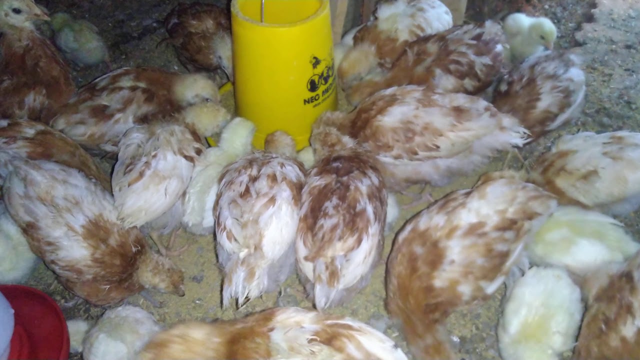 Ayam petelur usia 50hr & broiler usia 7hr 