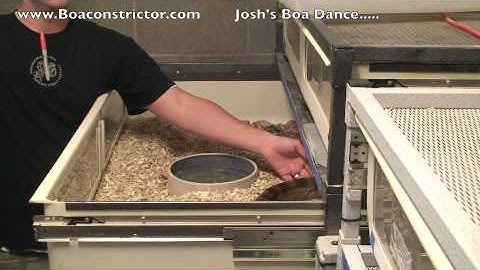 Boaconstrictor.com The Boa Future 2010