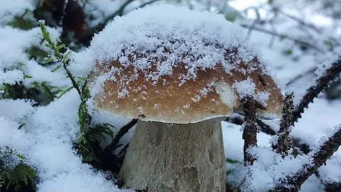 Kdo je obdobím zimy?