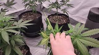 ILGM Auto Grow Start to finish! 5 plants 1lb...