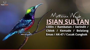 PANCINGAN KONIN GACOR FULL NEMBAK ISIAN TONJOLAN MEWAH COCOK BUAT MASTERAN KOLIBRI NINJA BAHAN - 032