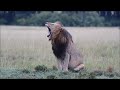 Marsh Pride at Mara North Conservancy