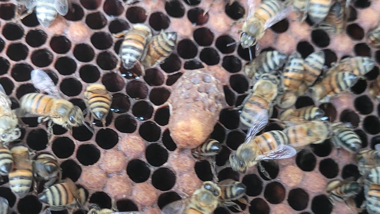 REALEIRAS na DIVISÃO DE ENXAME usando o SOBRE NINHO | abelha apis (PARTE 03)