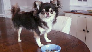 Should You Try CBD for Your Pet? | Consumer Reports