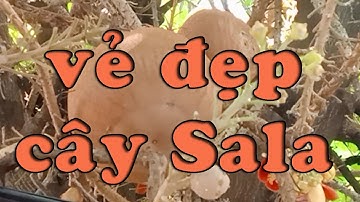 Vẻ đẹp của cây Sala - The beauty of Sala tree ( Nhật Ký Online )