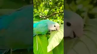 Kendini Güzelleştiren Sevimli Kuş