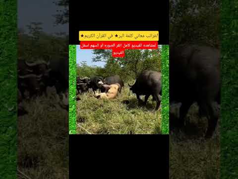 البر في القرآن الكريم أكثر من مجرد كلمة إكتشف معانيها الخفية لحياة أفضل