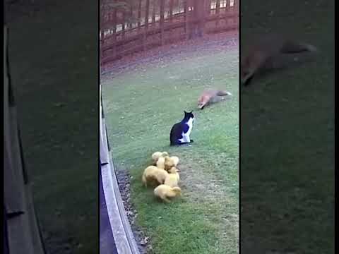 Karma Cat 🐱 Protects Ducklings from Sneaky Fox! #karma #animalrescue #shorts