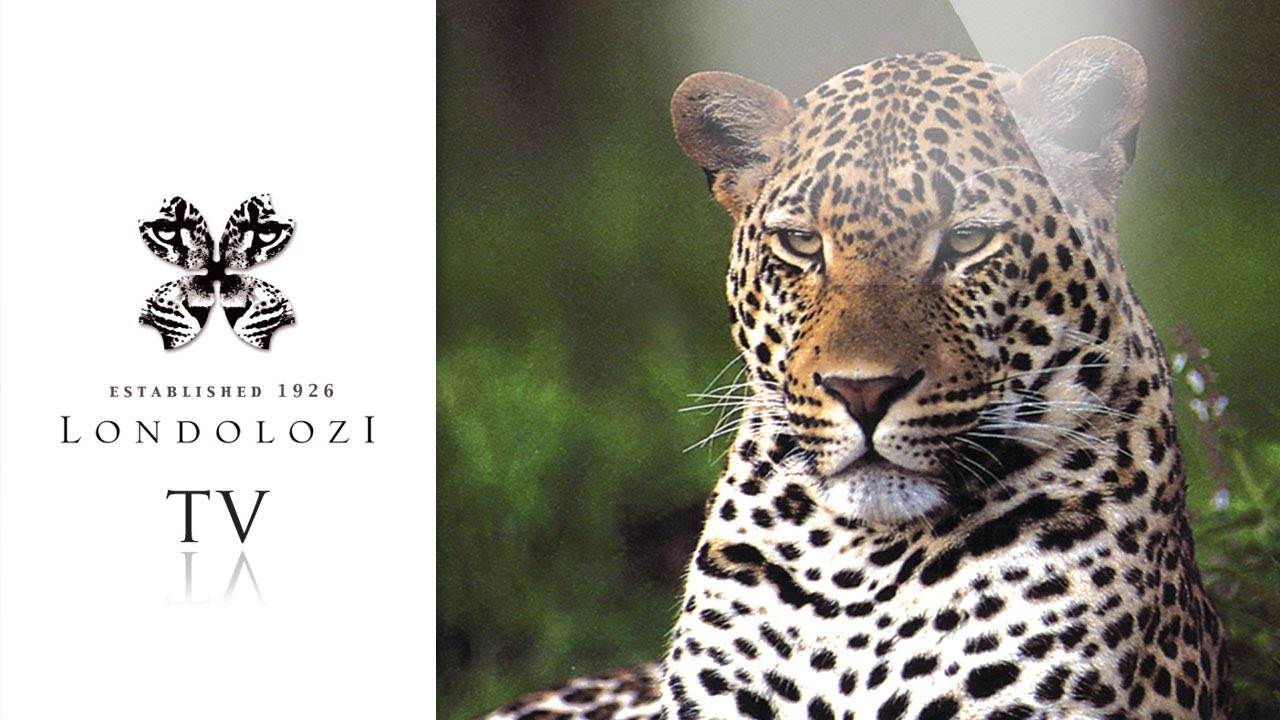 Leopard Queen - John Varty Interview # 1 - Londolozi