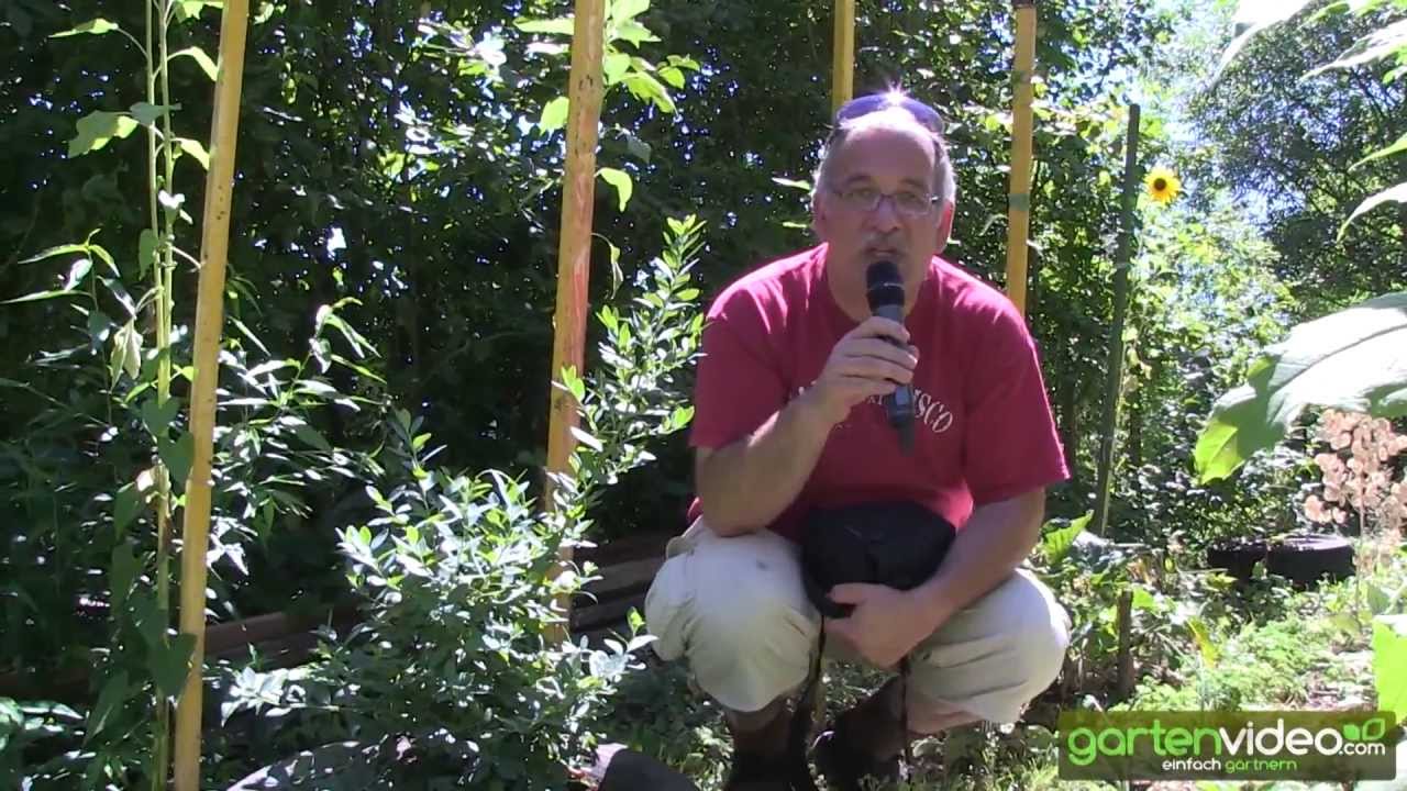 Die Heidelbeere im Autoreifen