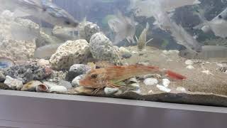 Evde Büroda Yerli Deniz Balığı. Sargoz Pijama Çatalkuyruk Dil Kırlangıç Çupra Levrek Lagos Turna Vs