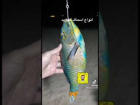 أنواع سمك الحريد