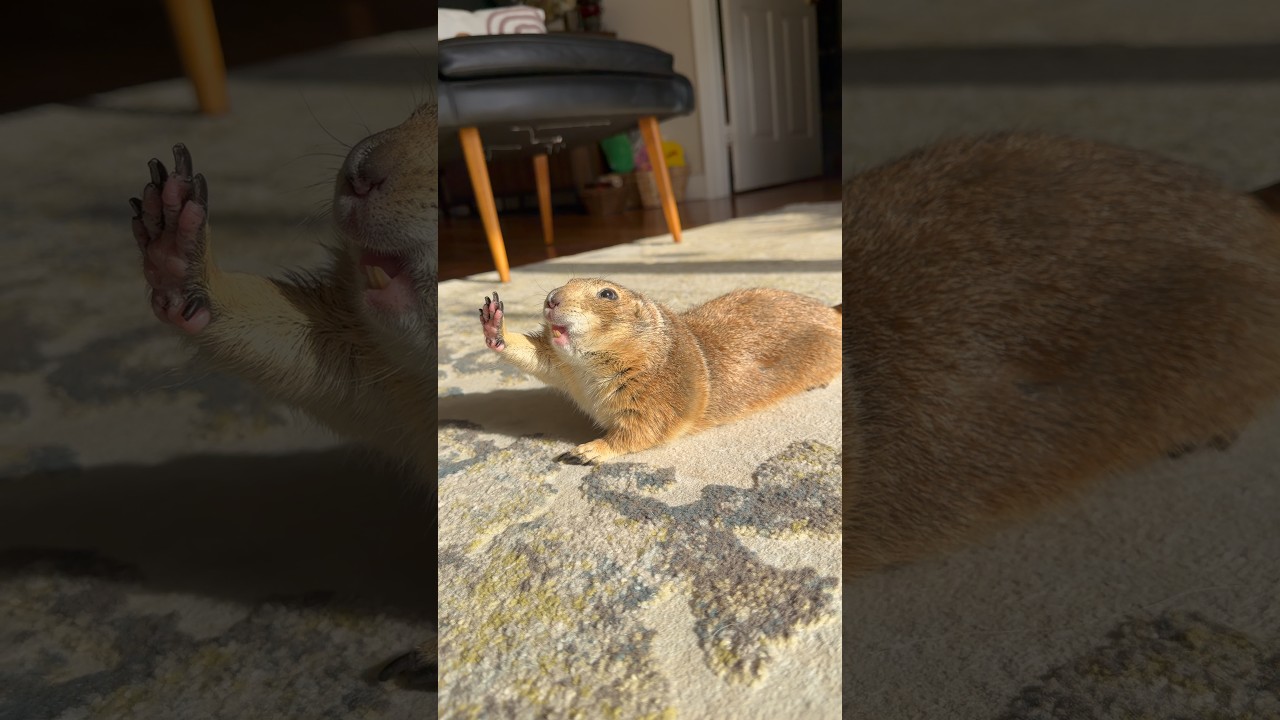 Poppy began her morning with a full yoga sequence… big stretch